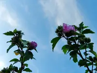 Hibiskus_016.webp