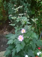 Japanische Anemone.webp