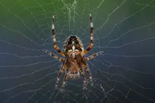 28 Büchermammut.webp