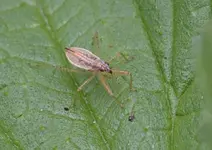 DSC_8275_Larve_der_Sichelwanze Nabis Limbatus.webp