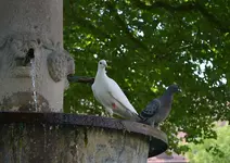 DSC_8964 Tauben.webp