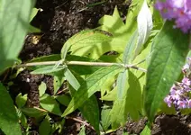 P1020280[2].webp