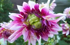 Blüte 10.webp