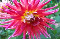 Blüte 9.webp