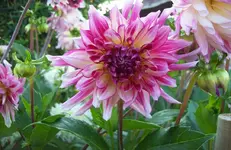 Blüte 8.webp