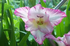 Blüte 7.webp