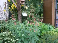 2012_0731Garten120002.webp