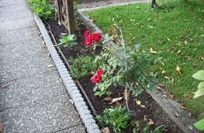 Rosenstamm.webp
