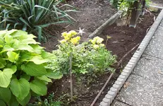 Rosenstamm 1.webp