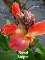 15 (2).webp