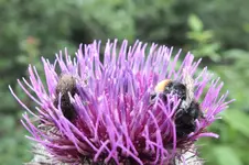 bienen.webp