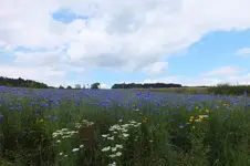 2012_0731Sommer0046.webp