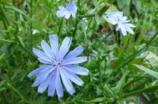 2012_0731Sommer0027 wegwarte 1.webp