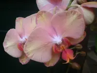 DSC09270.webp