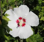 IMG_0037.webp
