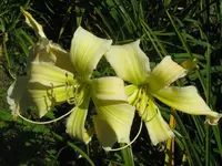 IMG_heavenly curls4_1024x768.webp