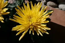 345.webp