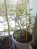 DSC00758.webp