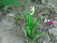 WP_000153.webp