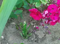 WP_000154.webp