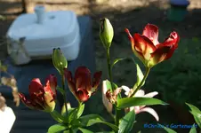 Double Sensation2.webp