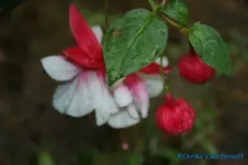 comp_DSC08171.webp