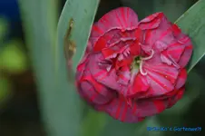 comp_DSC08303.webp