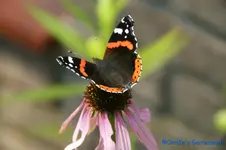 comp_DSC08356.webp