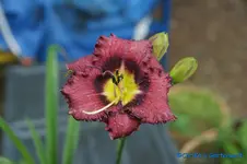 Forgotten Dreams.webp