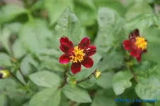 comp_DSC08174.webp