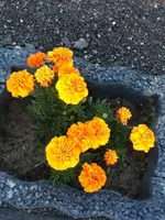 199.webp