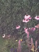 215.webp