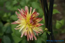 comp_DSC08363.webp