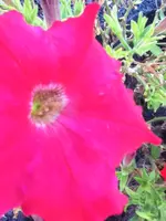 203.webp