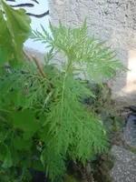 DSC09316.webp