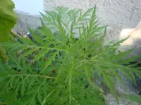 DSC09317.webp