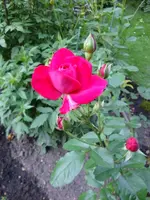 DSC09328.webp