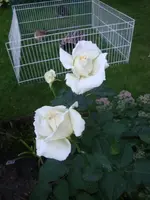 Camelia.webp