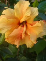 Hibiskus.webp