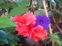 DSC09313.webp