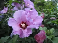 016.webp