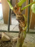 DSC09320.webp