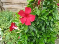 005.webp