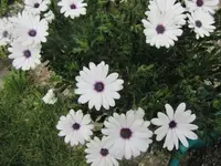 003.webp