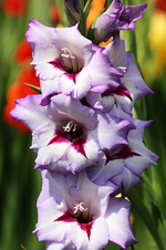 Gladiole lila-weiss_smaller.webp