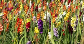 Gladiolenfeld3_smaller.webp