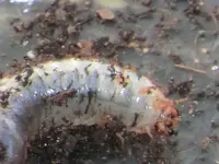 wurm.webp