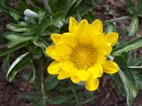 Blüte 6.webp