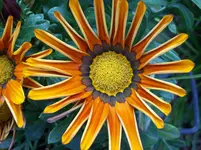 Blüte 5.webp