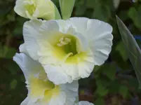 Blüte 4.webp